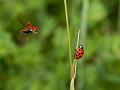 Coccinelles - Bulteau Francis